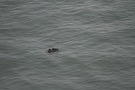 Missing Picture
